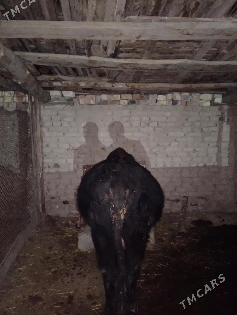 okuz - Çärjew - img 3