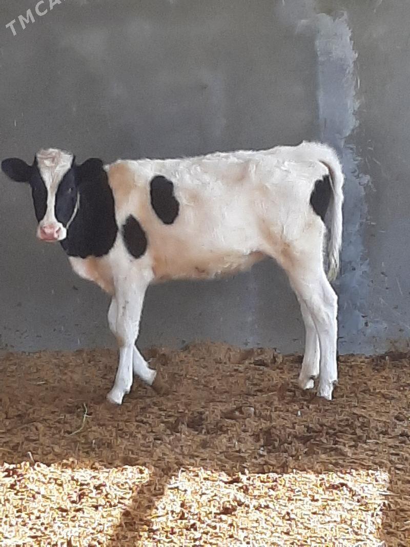 arginal tuwe - Ашхабад - img 1