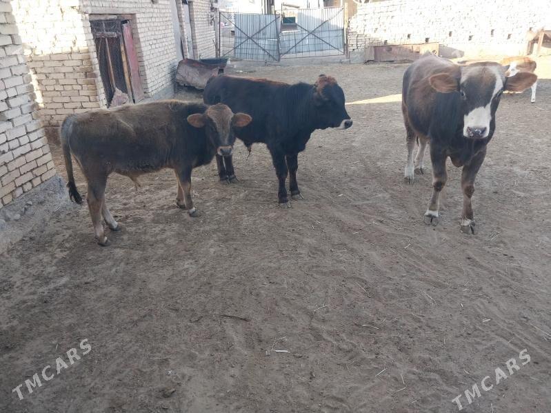 Göleli sygyr.Öküz - Ak bugdaý etraby - img 7