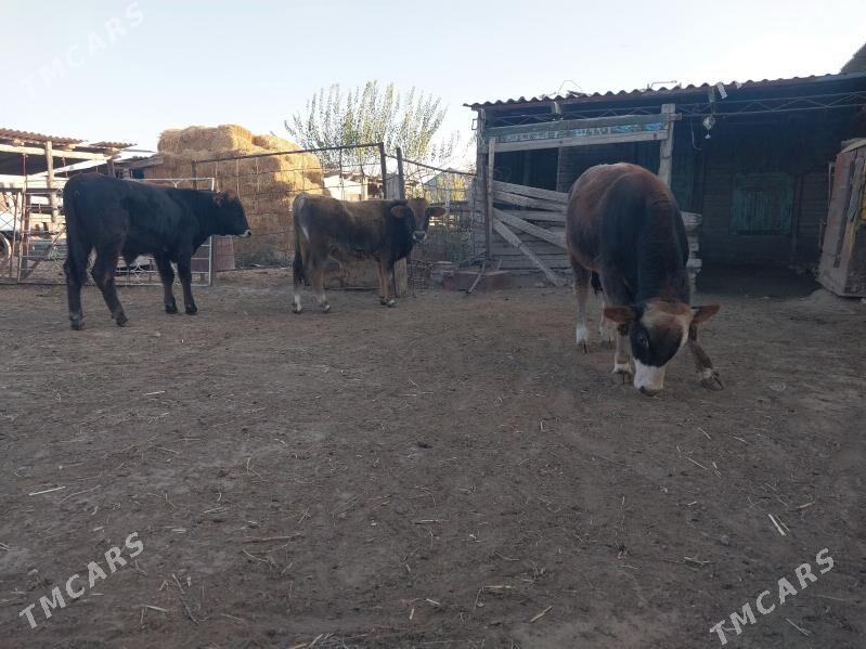 Göleli sygyr.Öküz - Ak bugdaý etraby - img 6