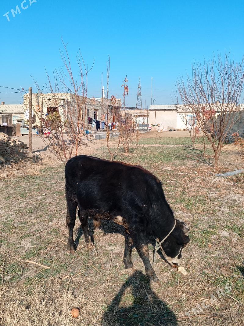 okuz - Çärjew - img 2