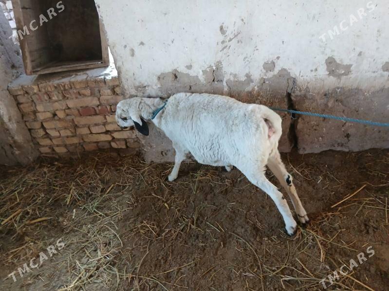 koçkar - Туркменабат - img 3