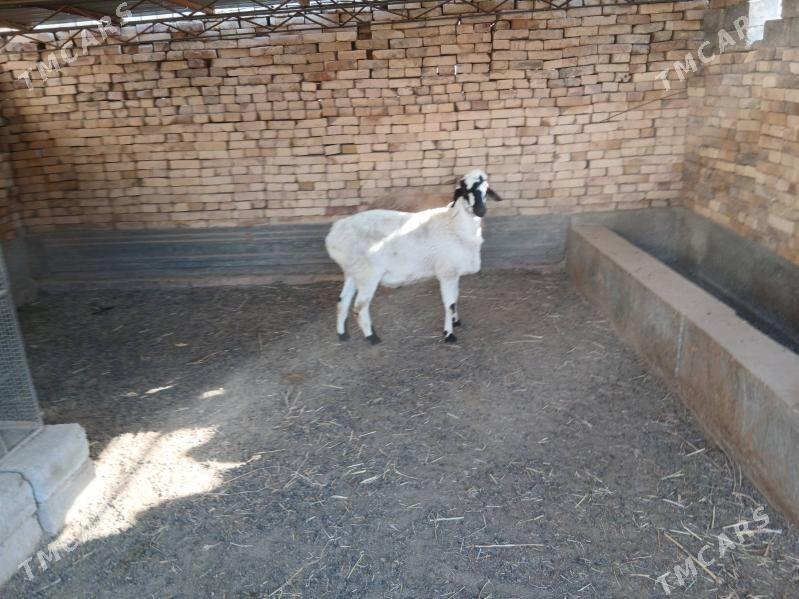 koçkar - Туркменабат - img 2