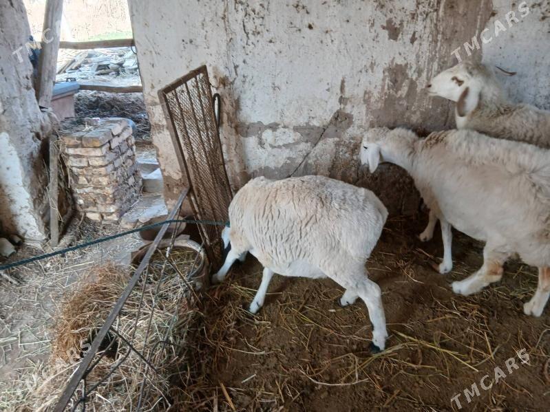 koçkar - Туркменабат - img 4