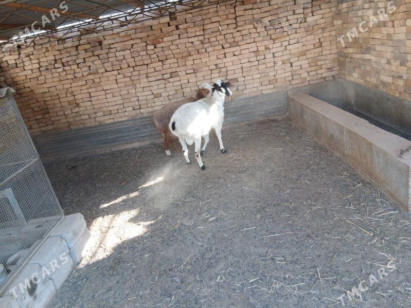 koçkar - Туркменабат - img 1