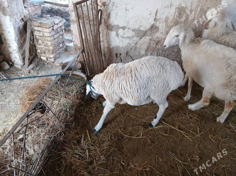 koçkar - Туркменабат - img 5