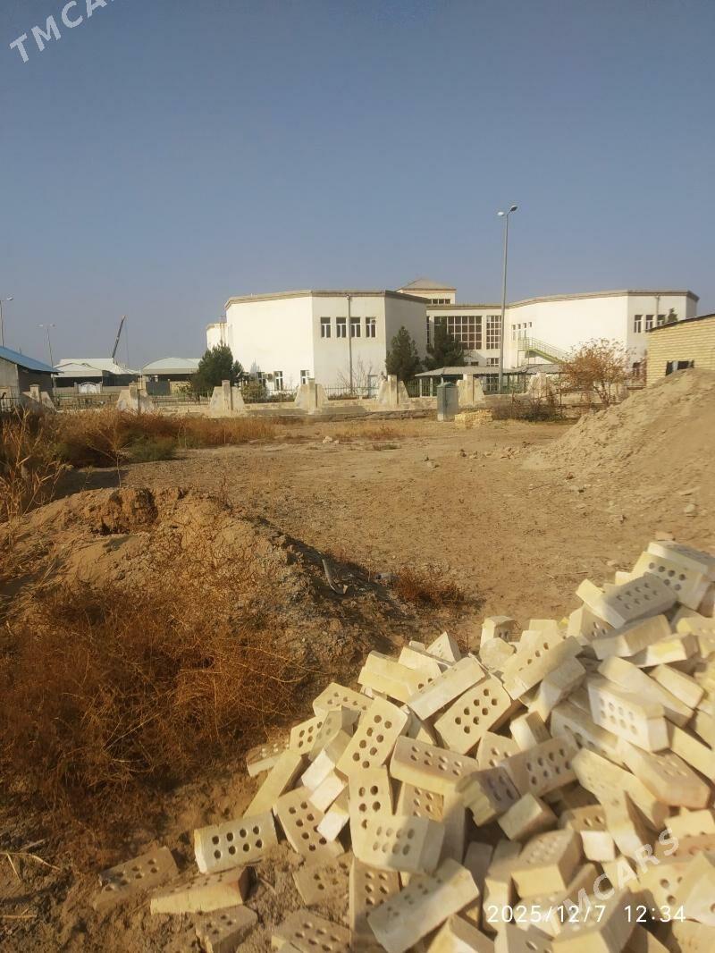 Satlyk jay - Mary - img 3