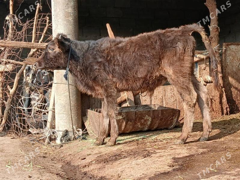 okuz - Бахарден - img 2