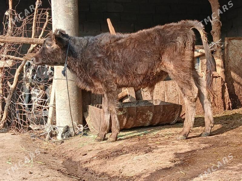 okuz - Бахарден - img 1