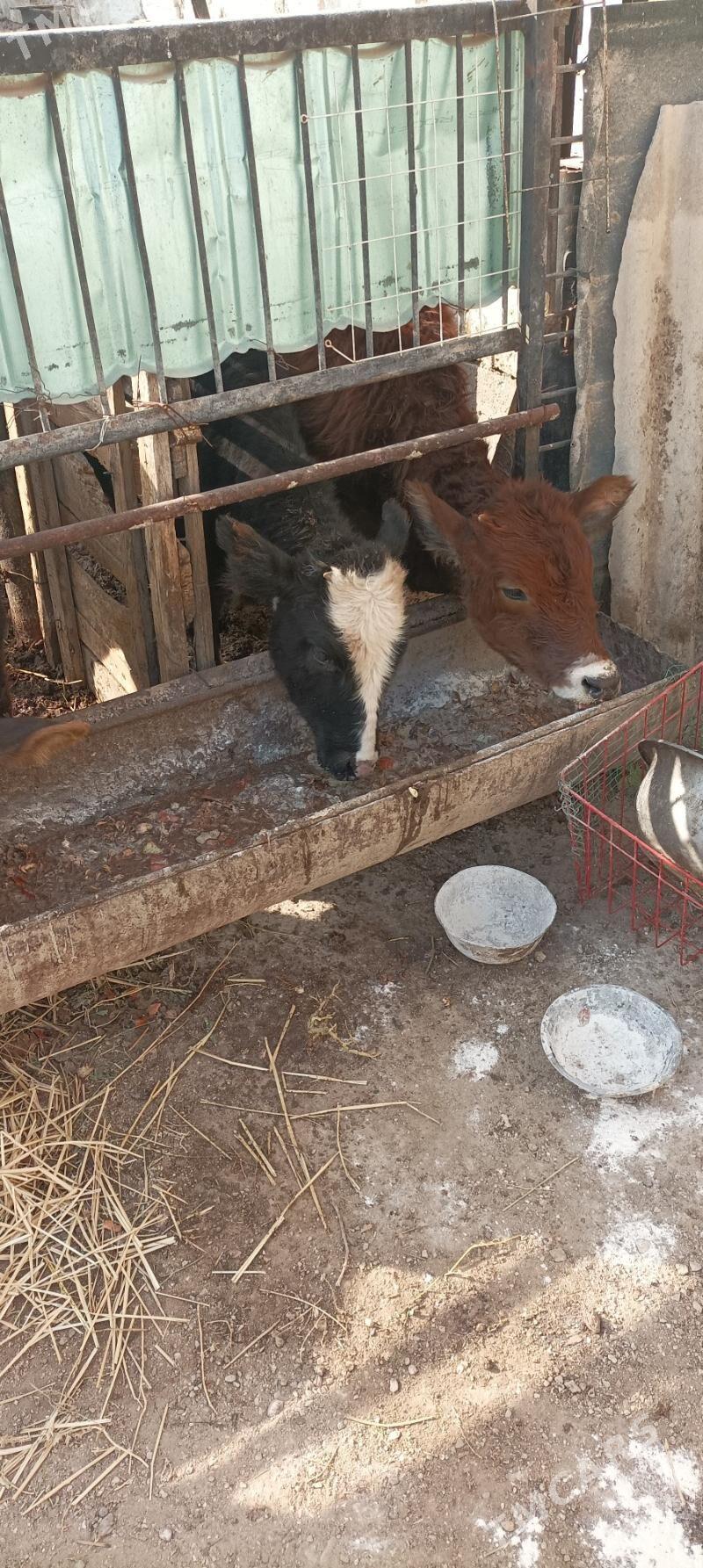 Gacar iki sany - Балканабат - img 4