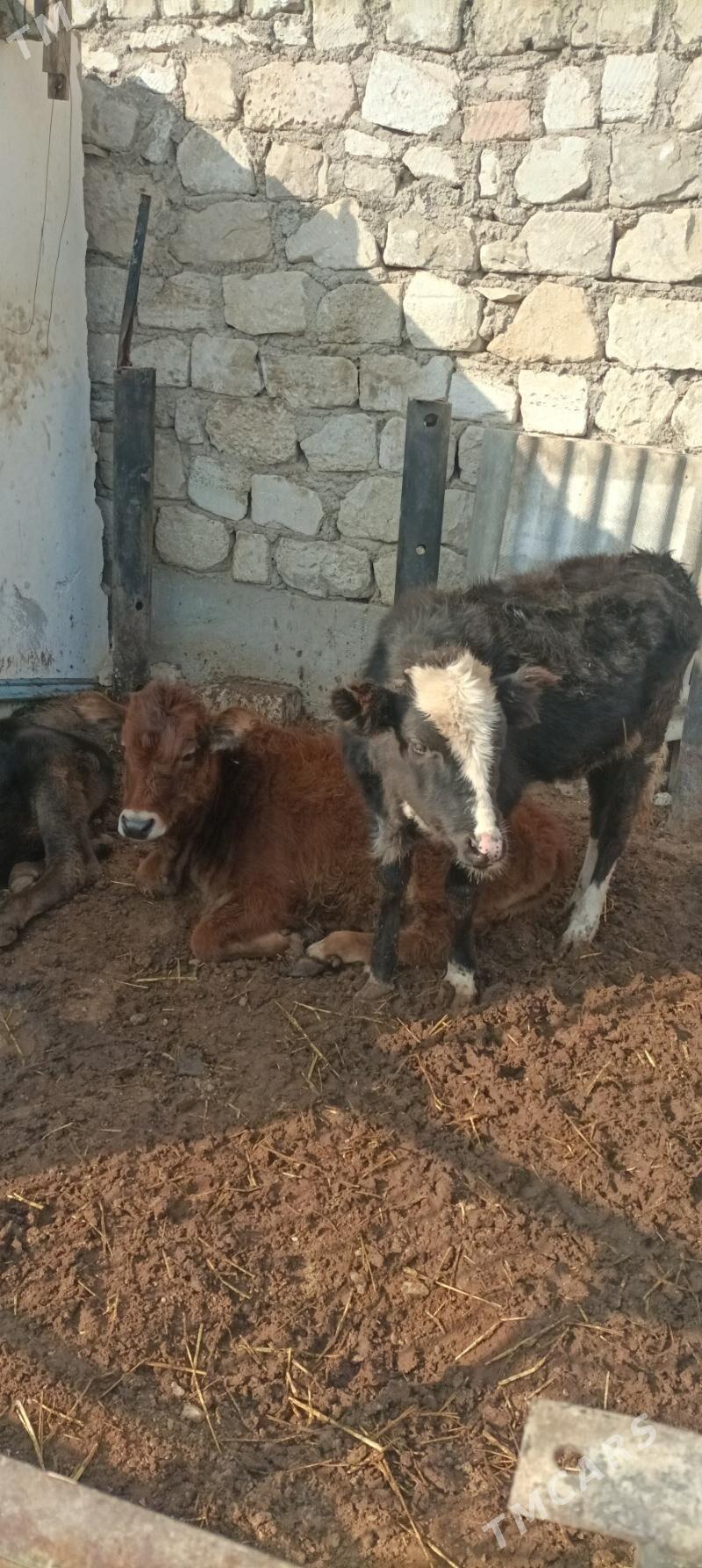 Gacar iki sany - Balkanabat - img 1