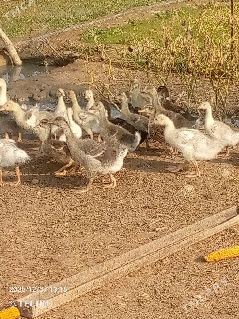 gus martin jüýje - Каракумский этрап - img 3