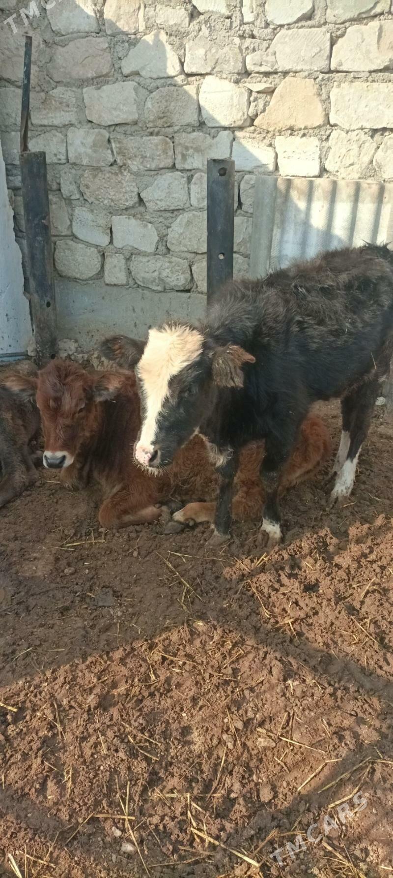 Gacar iki sany - Балканабат - img 6