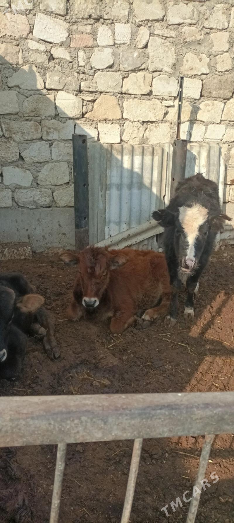 Gacar iki sany - Балканабат - img 7