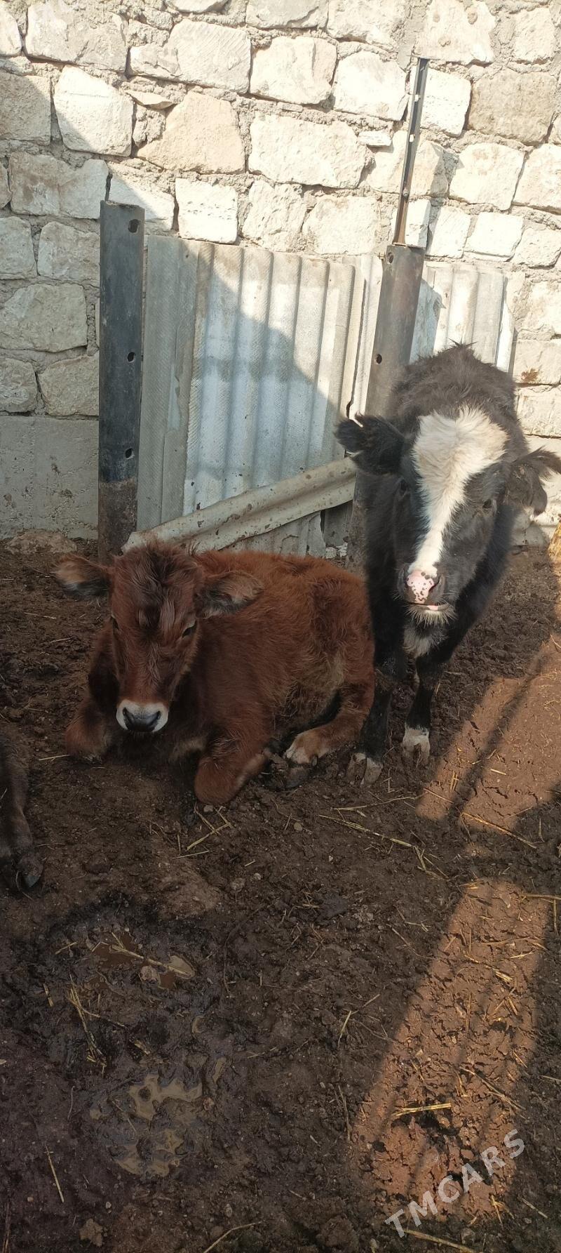 Gacar iki sany - Балканабат - img 3