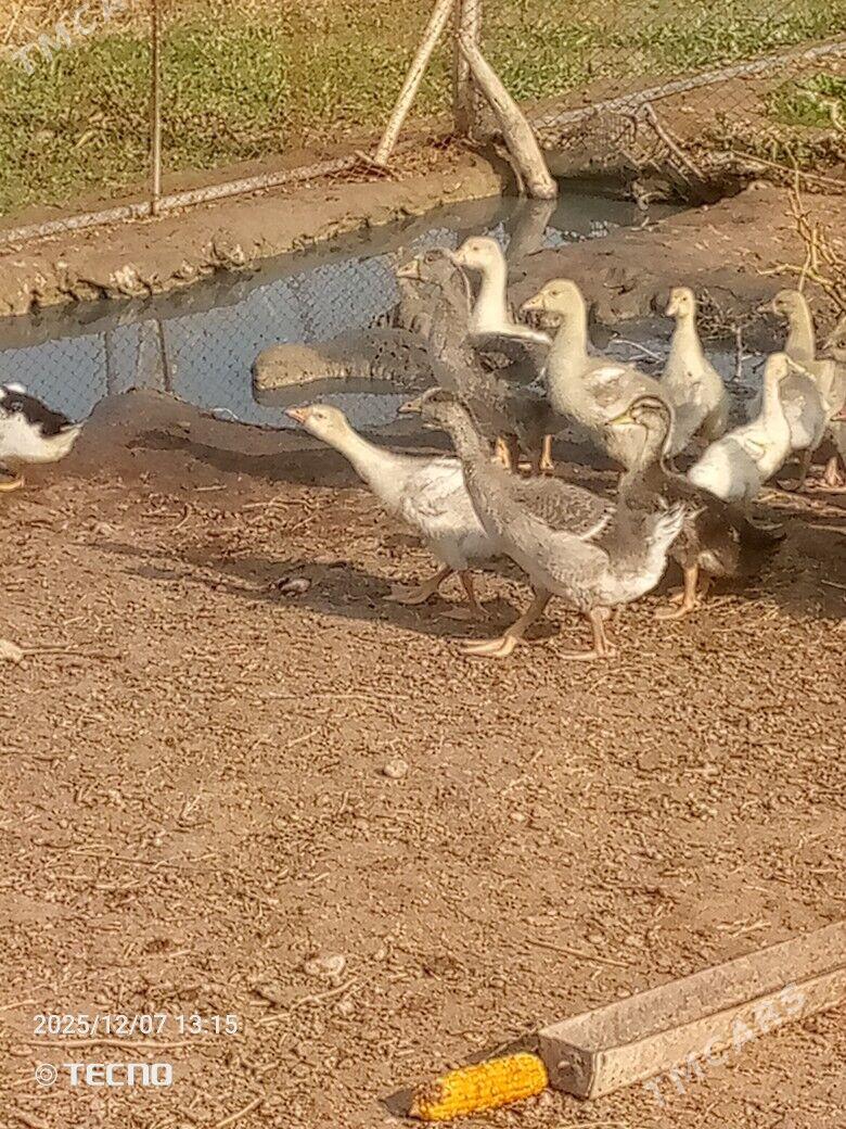 gus martin jüýje - Каракумский этрап - img 2