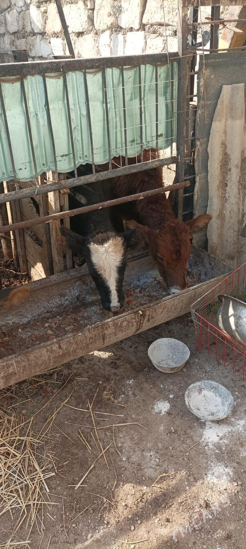 Gacar iki sany - Балканабат - img 5