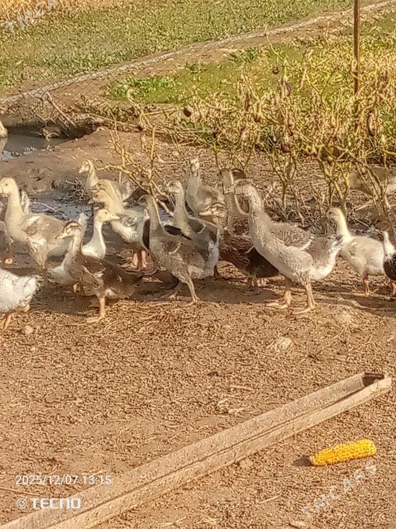 gus martin jüýje - Каракумский этрап - img 5