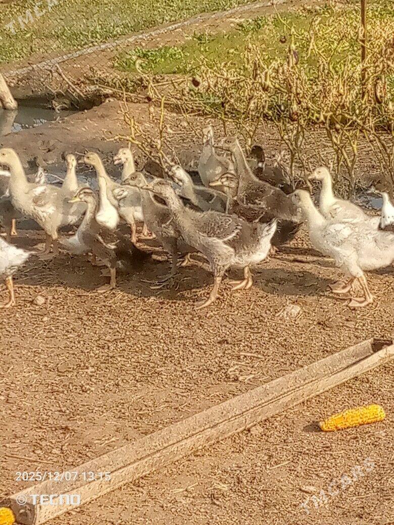 gus martin jüýje - Каракумский этрап - img 4