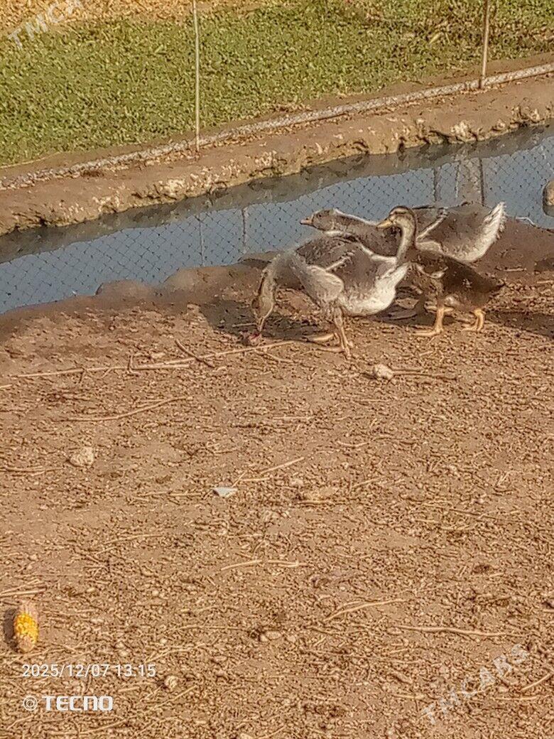 gus martin jüýje - Каракумский этрап - img 1