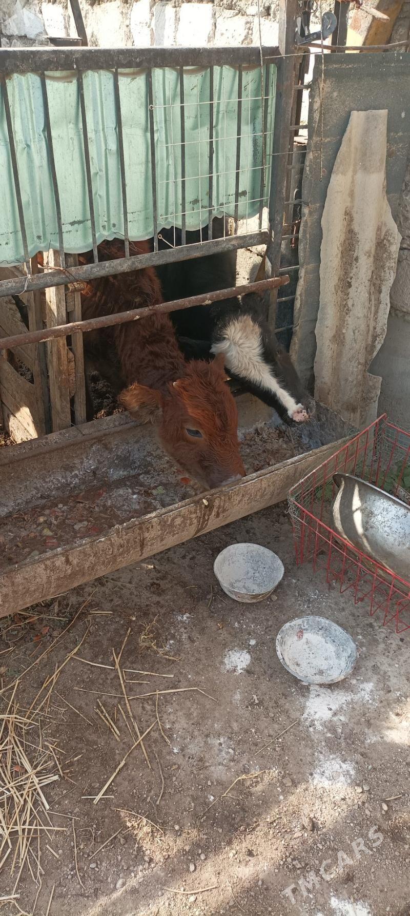 Gacar iki sany - Балканабат - img 2