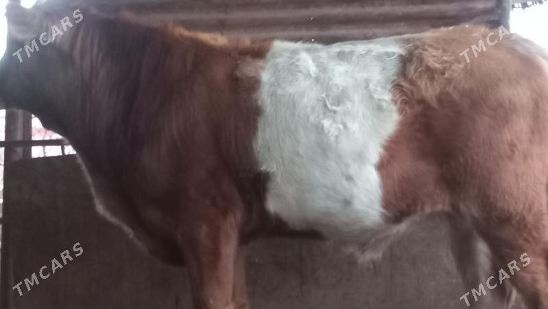 okuz - Gumdag - img 1