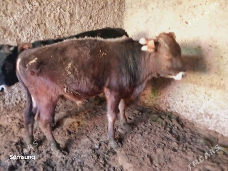 Swes Okuz - Багир - img 2