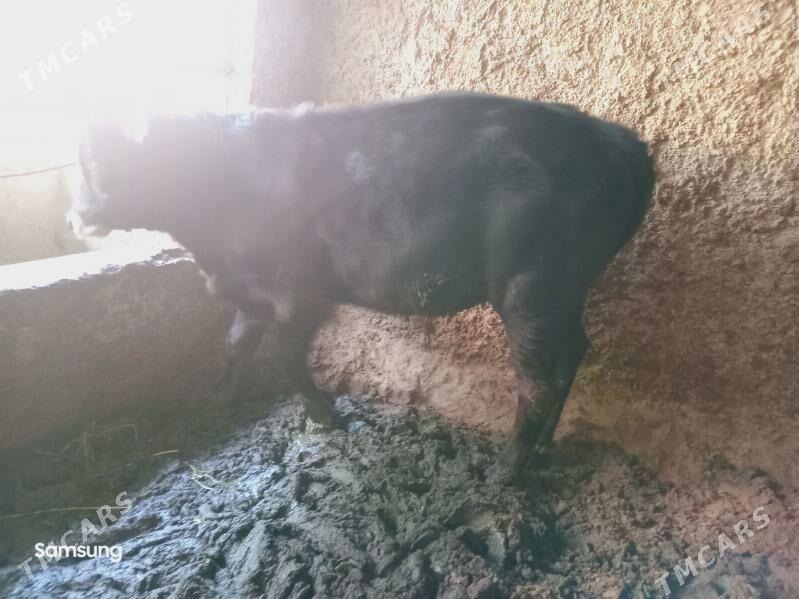 Swes Okuz - Багир - img 3