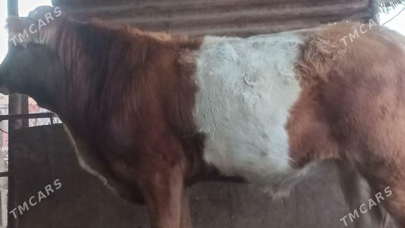 okuz - Gumdag - img 2