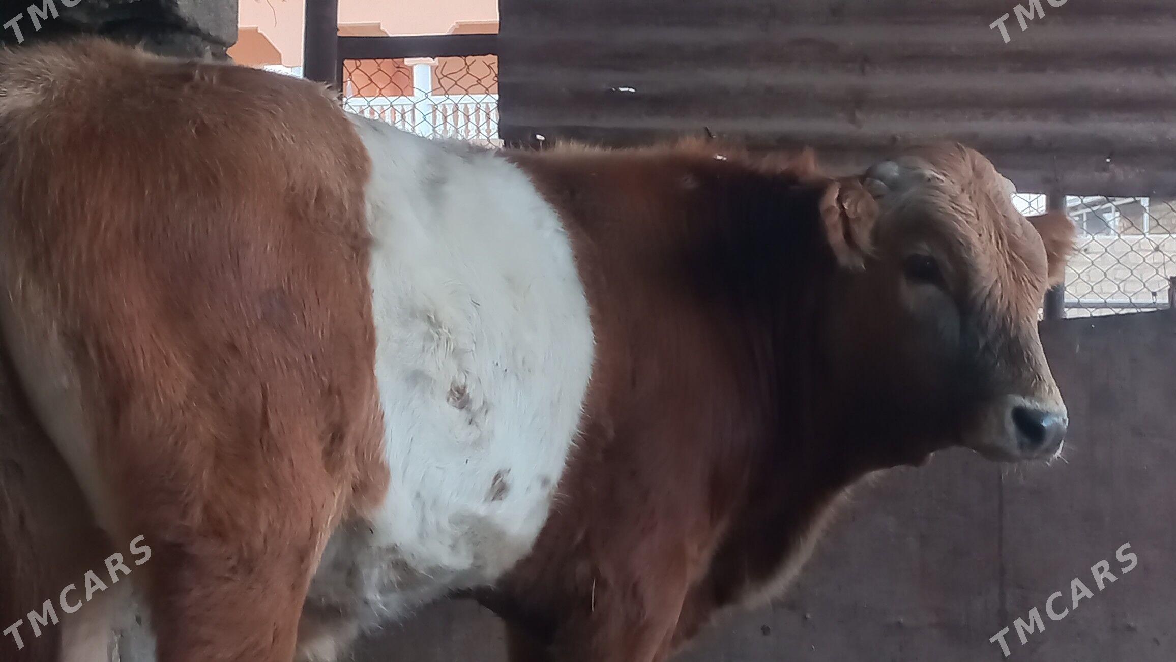 okuz - Gumdag - img 5