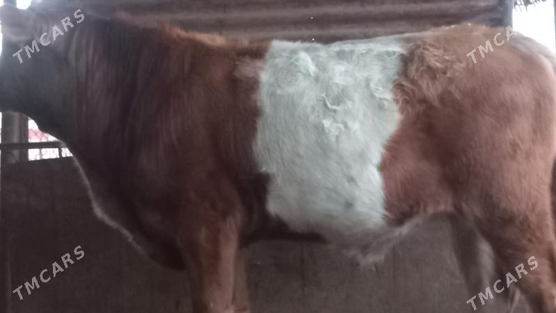 okuz - Gumdag - img 4