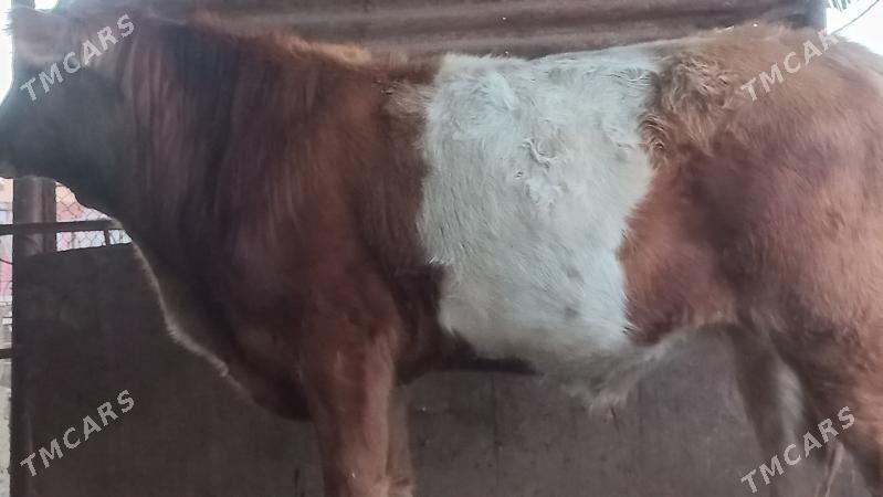 okuz - Gumdag - img 3