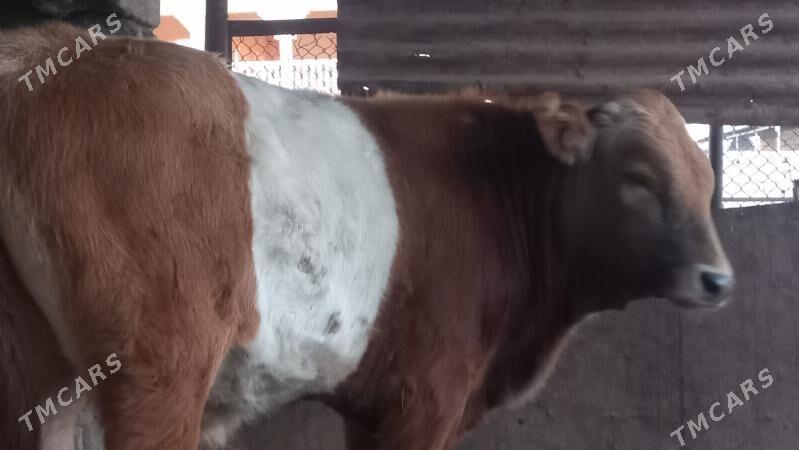 okuz - Gumdag - img 7