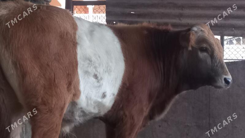 okuz - Gumdag - img 6