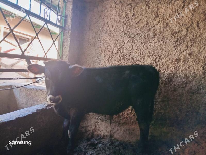 Swes Okuz - Багир - img 4