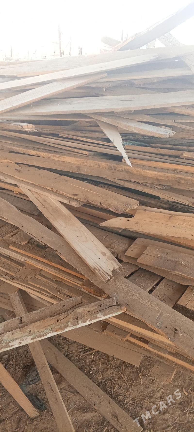 tuveletlik agac - Murgap - img 1