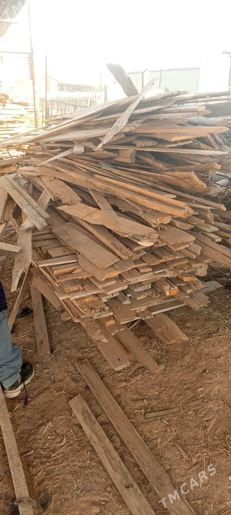 tuveletlik agac - Murgap - img 3