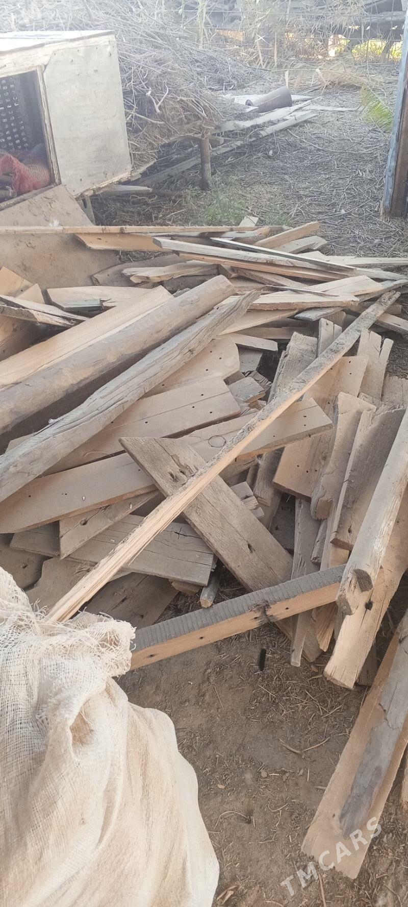 tuveletlik agac - Murgap - img 2