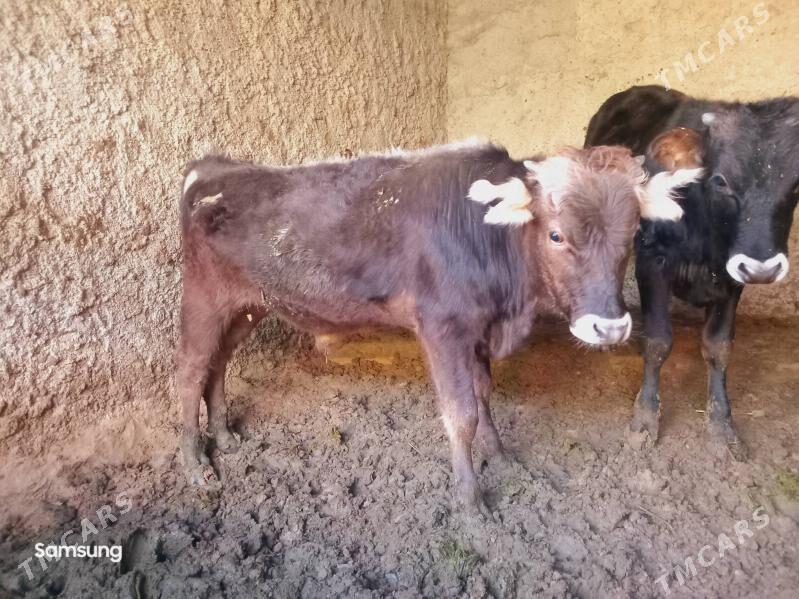 Swes Okuz - Багир - img 1