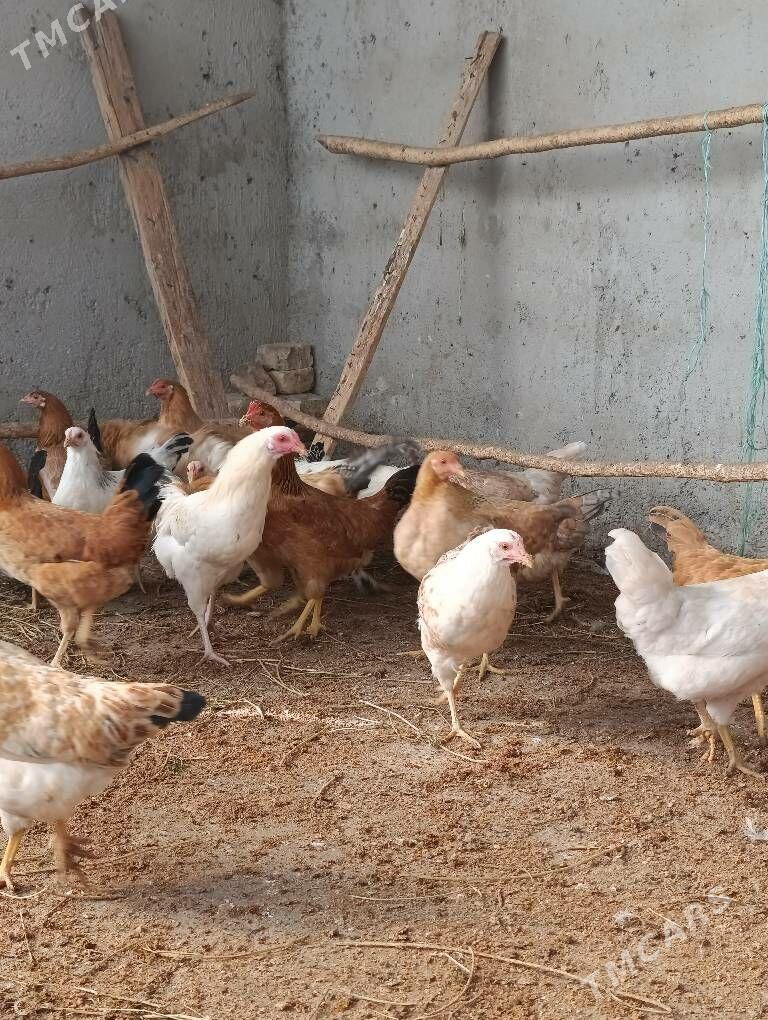 horazlar - Бузмеин - img 3