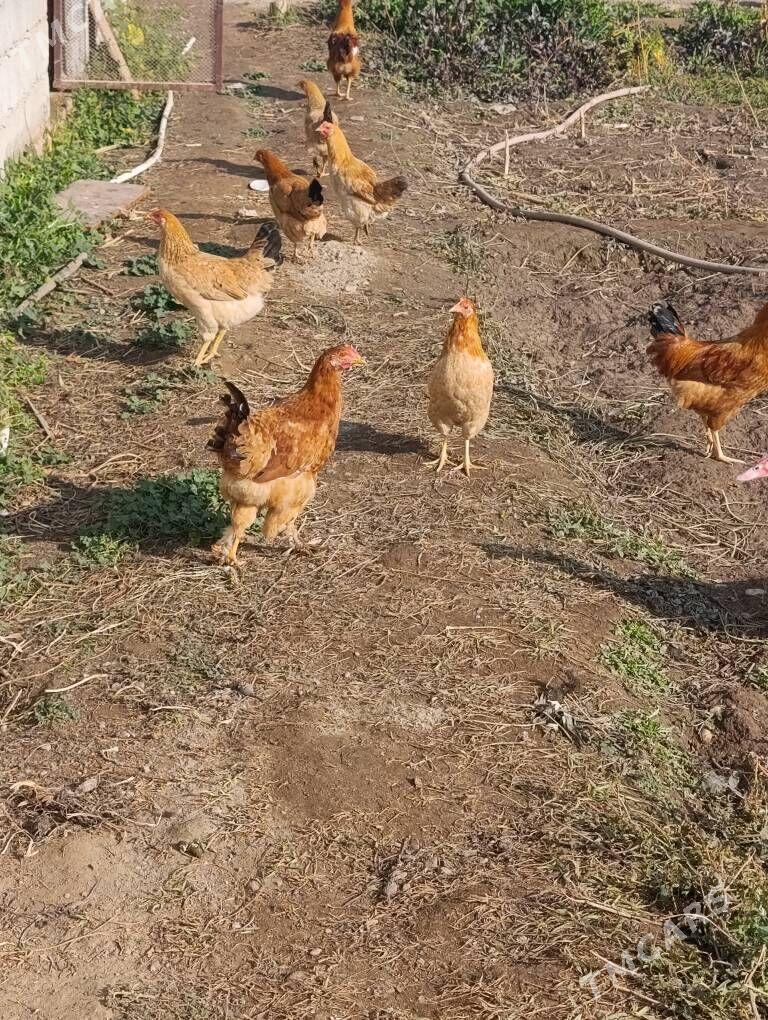 horazlar - Бузмеин - img 1