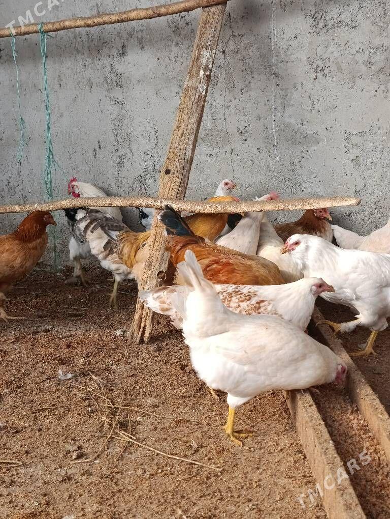 horazlar - Бузмеин - img 2