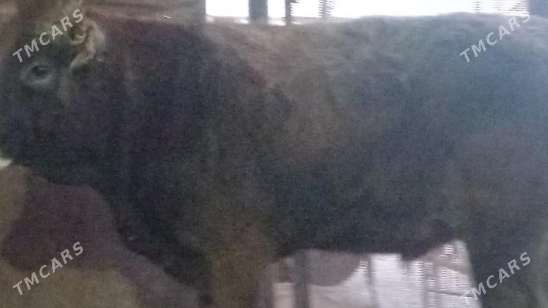 okuz - Gumdag - img 4