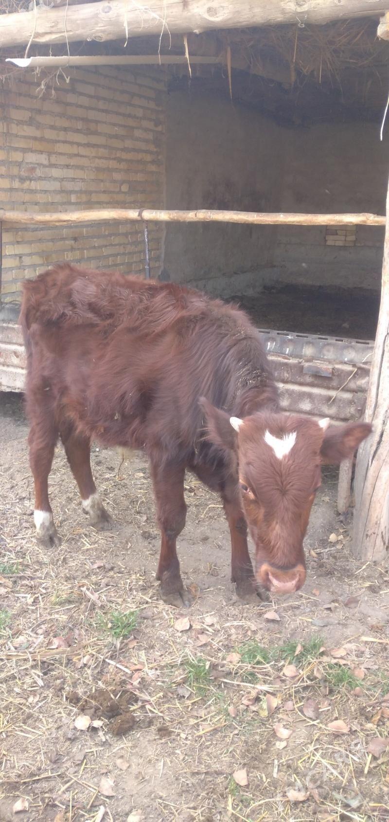 Sagdyn öküzler - Çärjew - img 3