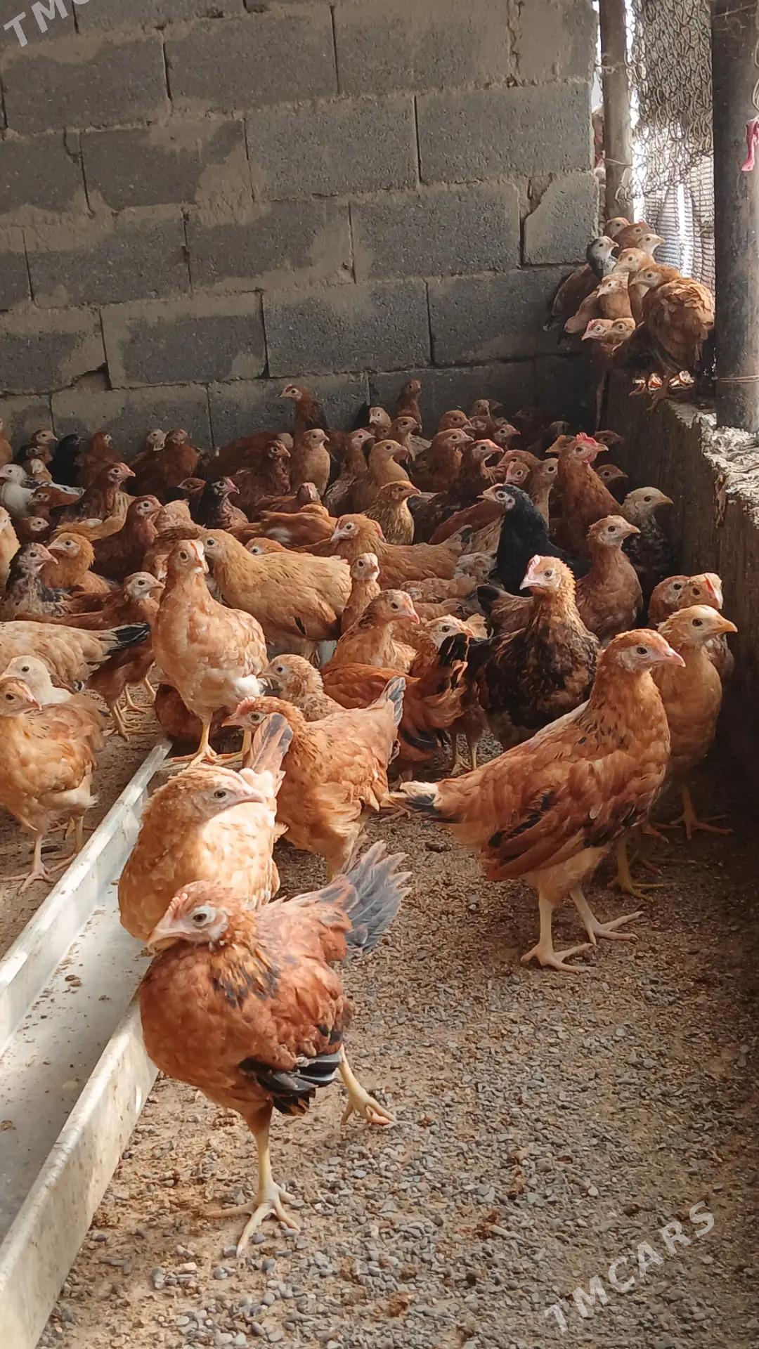 Juýje - Gökdepe - img 5