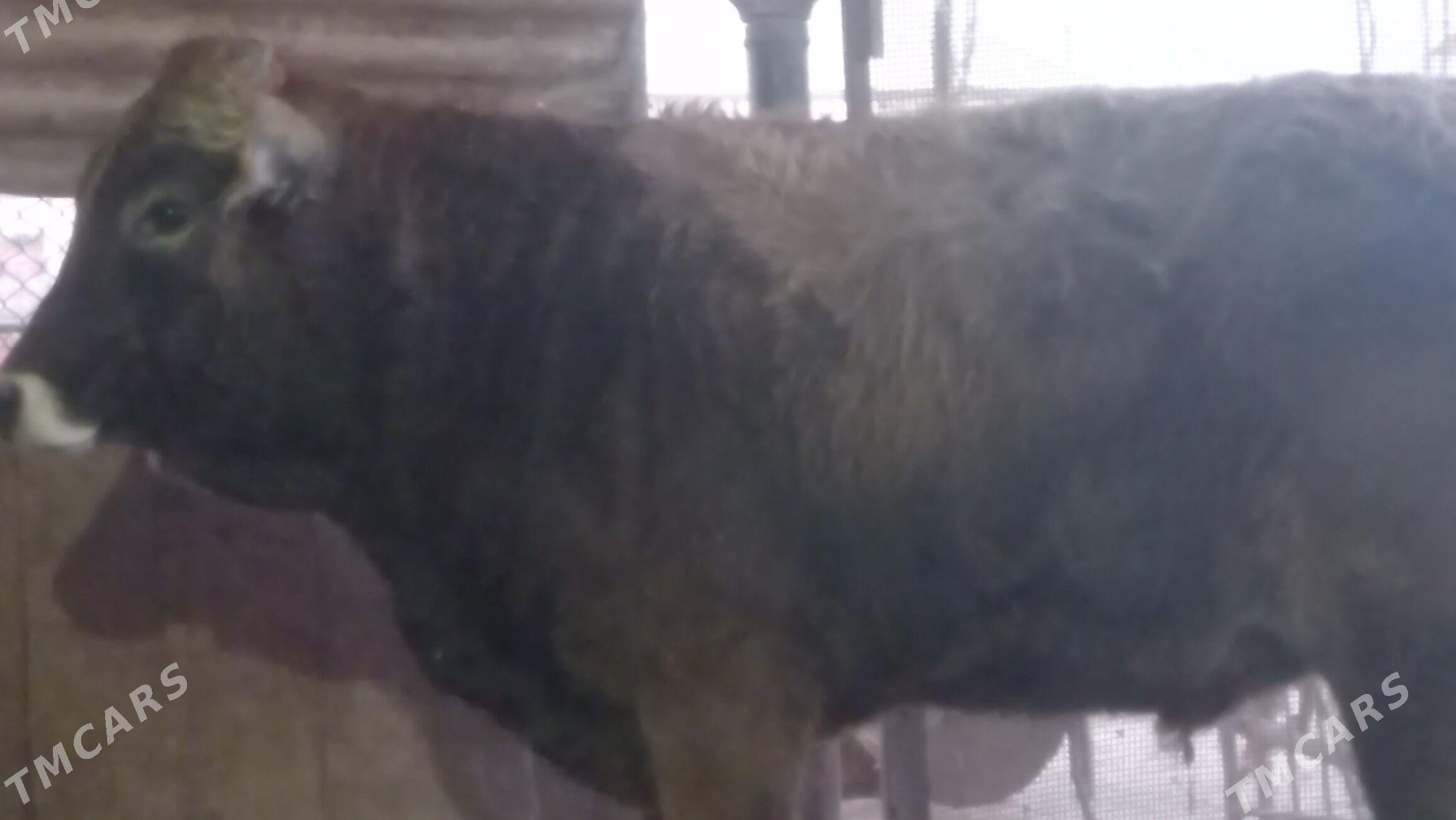 okuz - Gumdag - img 3