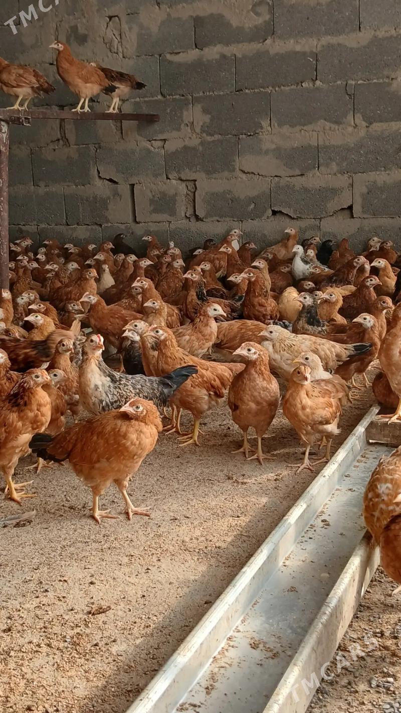 Juýje - Gökdepe - img 4