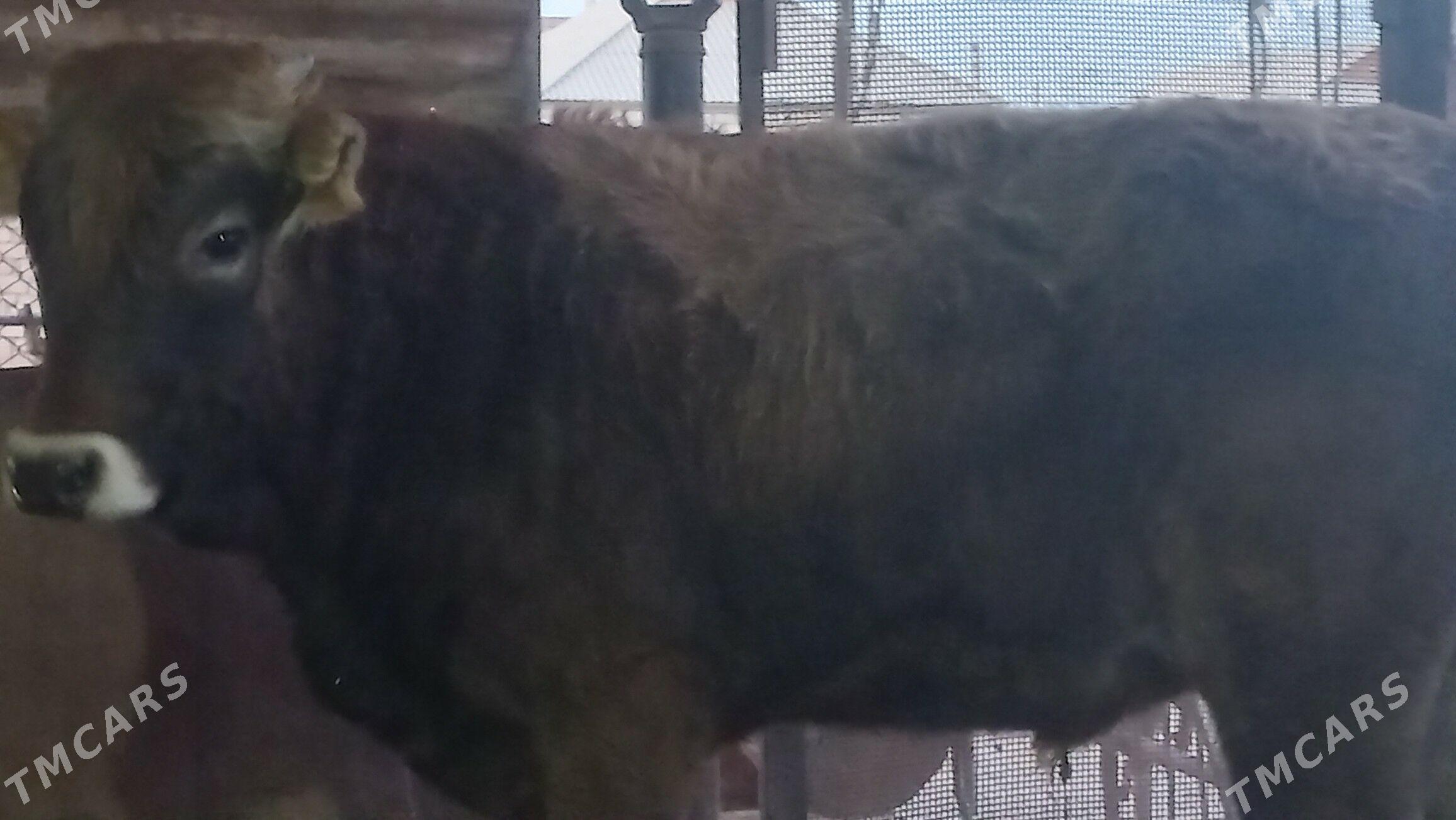 okuz - Gumdag - img 1