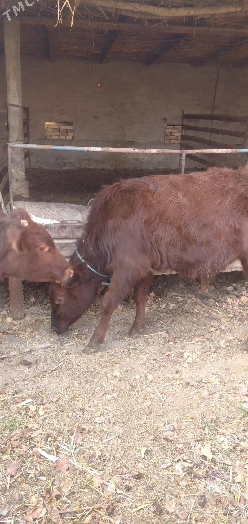 Sagdyn öküzler - Çärjew - img 6