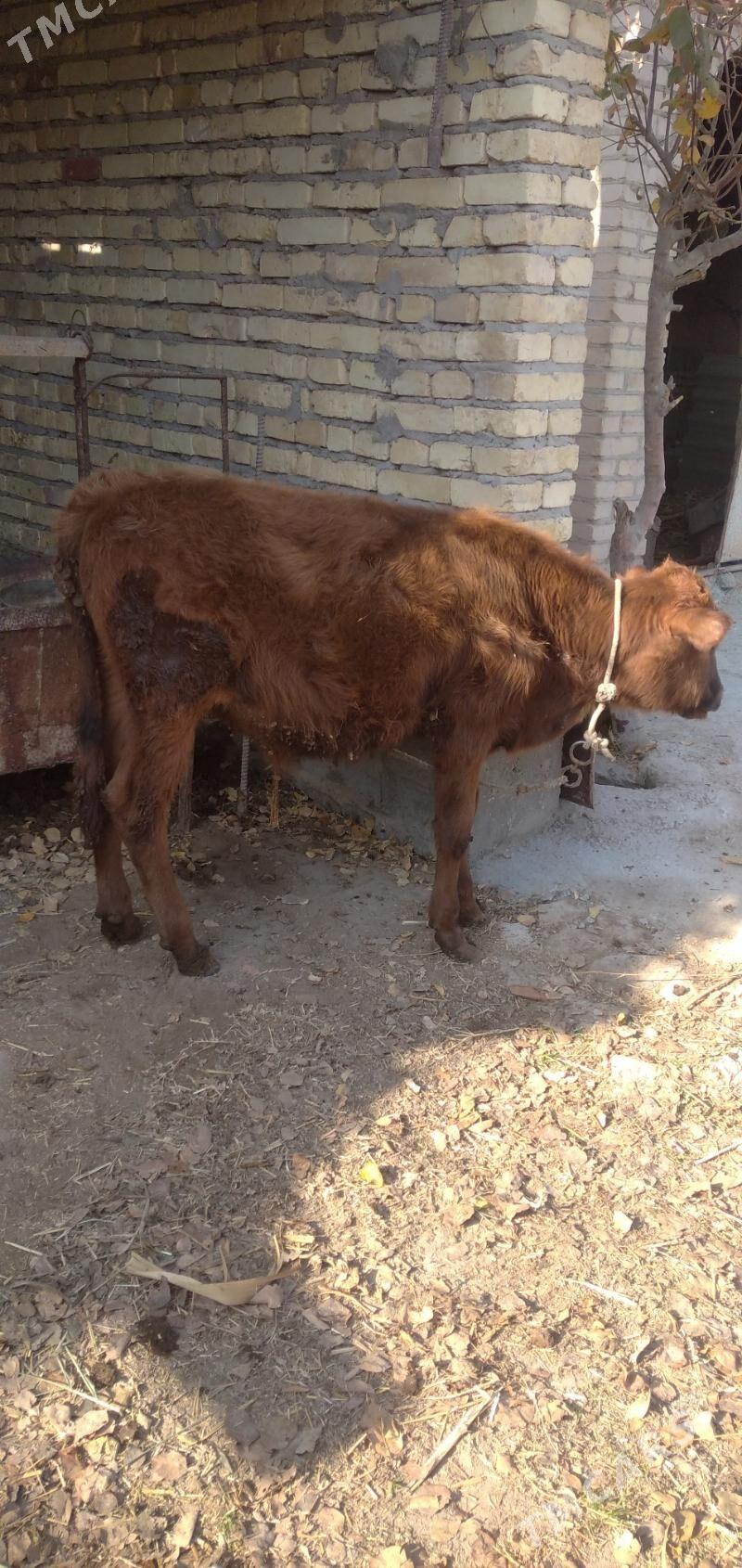 Sagdyn öküzler - Çärjew - img 9